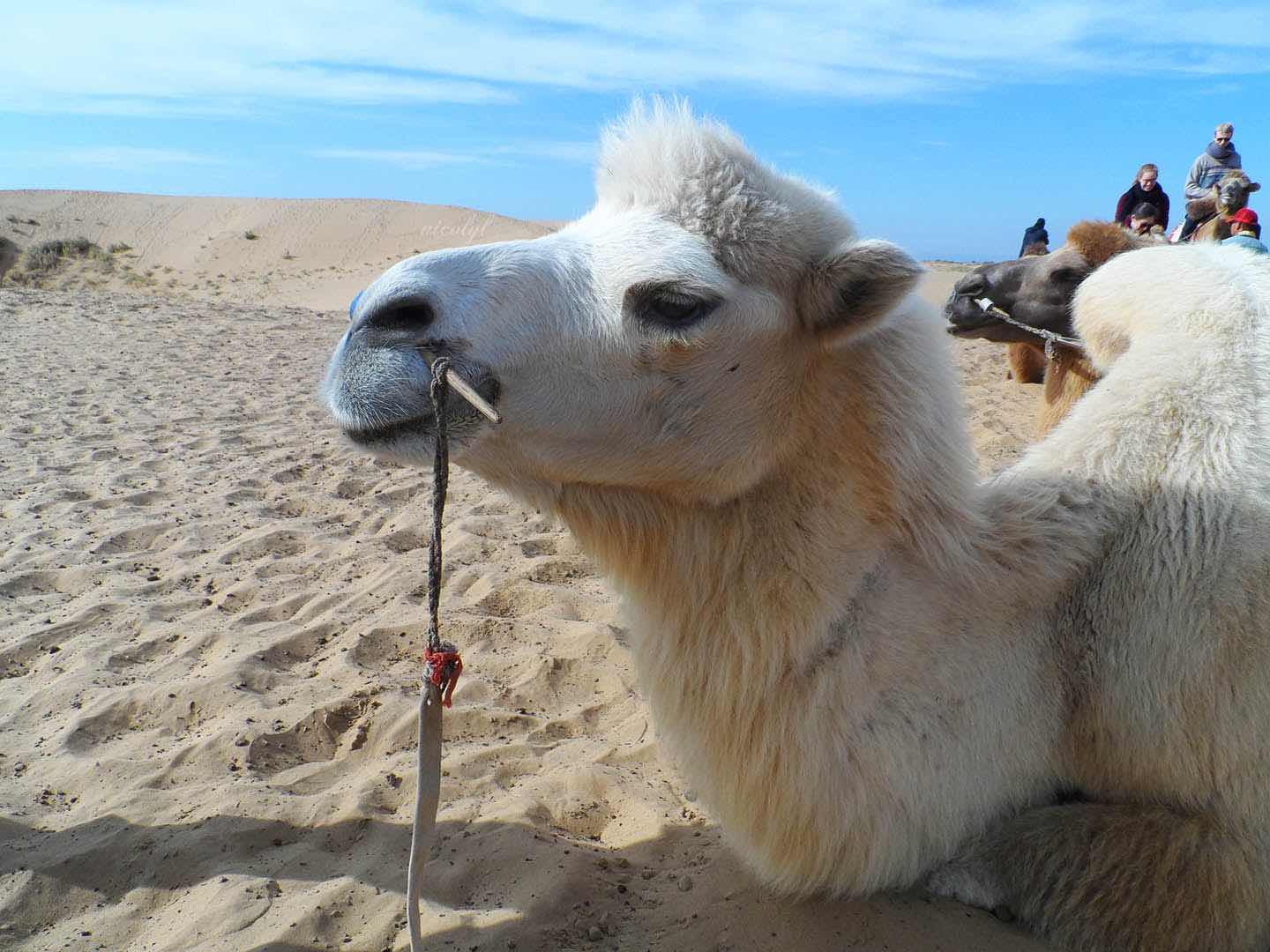 Kubuqi Desert Inner Mongolia