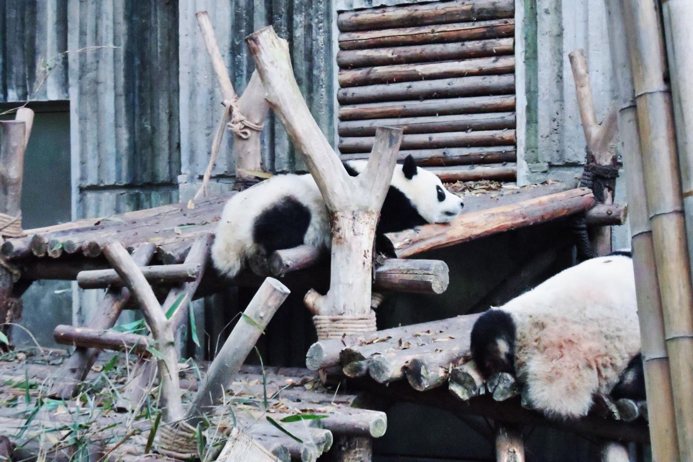 Chengdu Research Base of Giant Panda Breeding sichuan china 成都大熊猫繁育研究基地 四川 中国