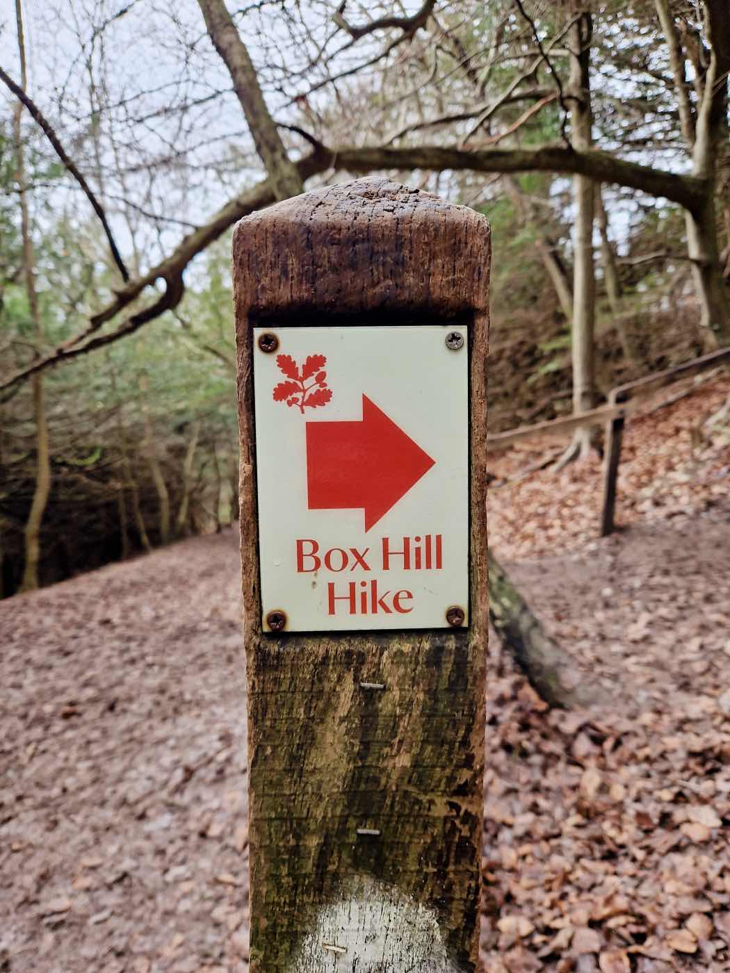 box hill hike surrey