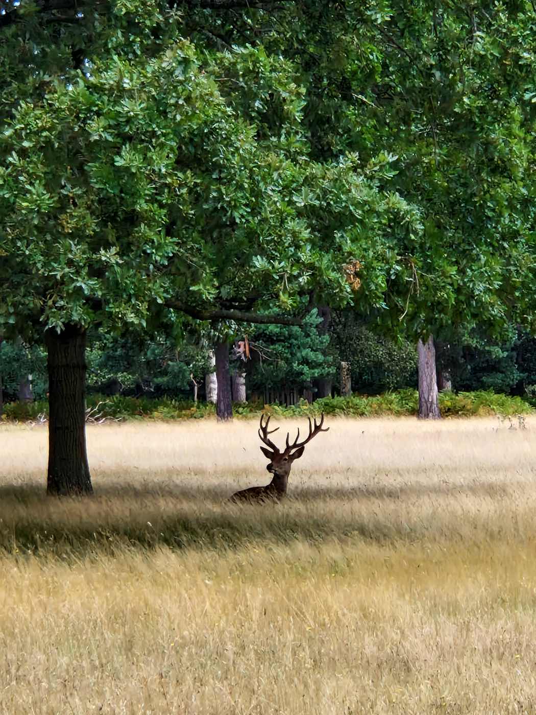 deer richmond park london