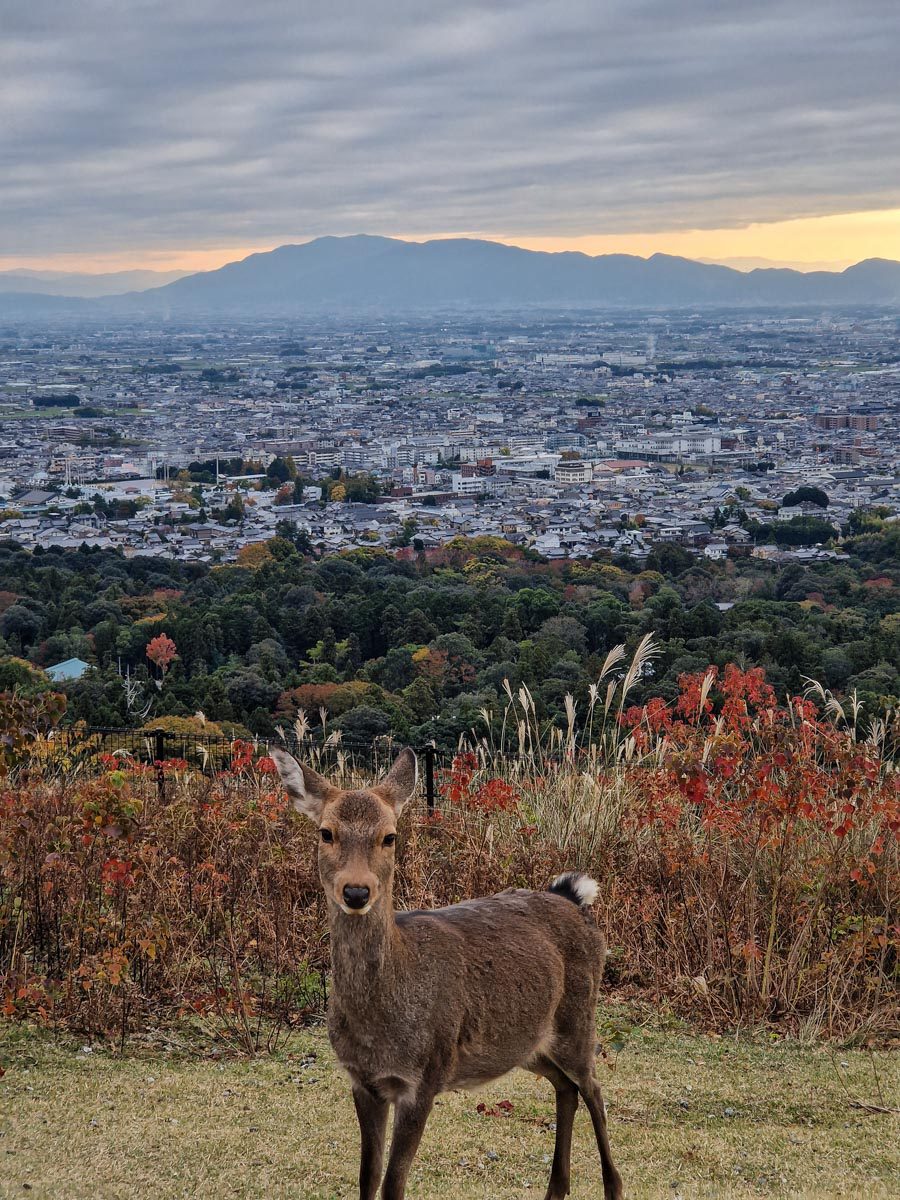 deer with view Mount Wakakusa nara park japan